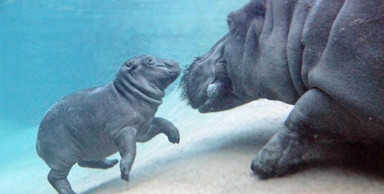 flusspferdbulle_zoo_berlin